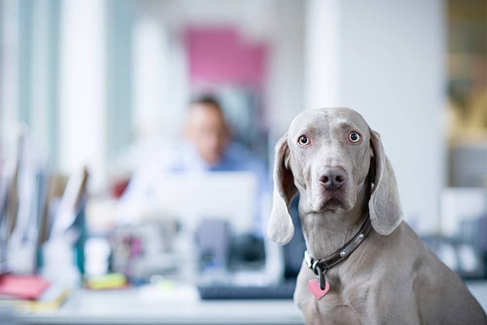 Kwispelende collega’s: honden in uw bedrijf
